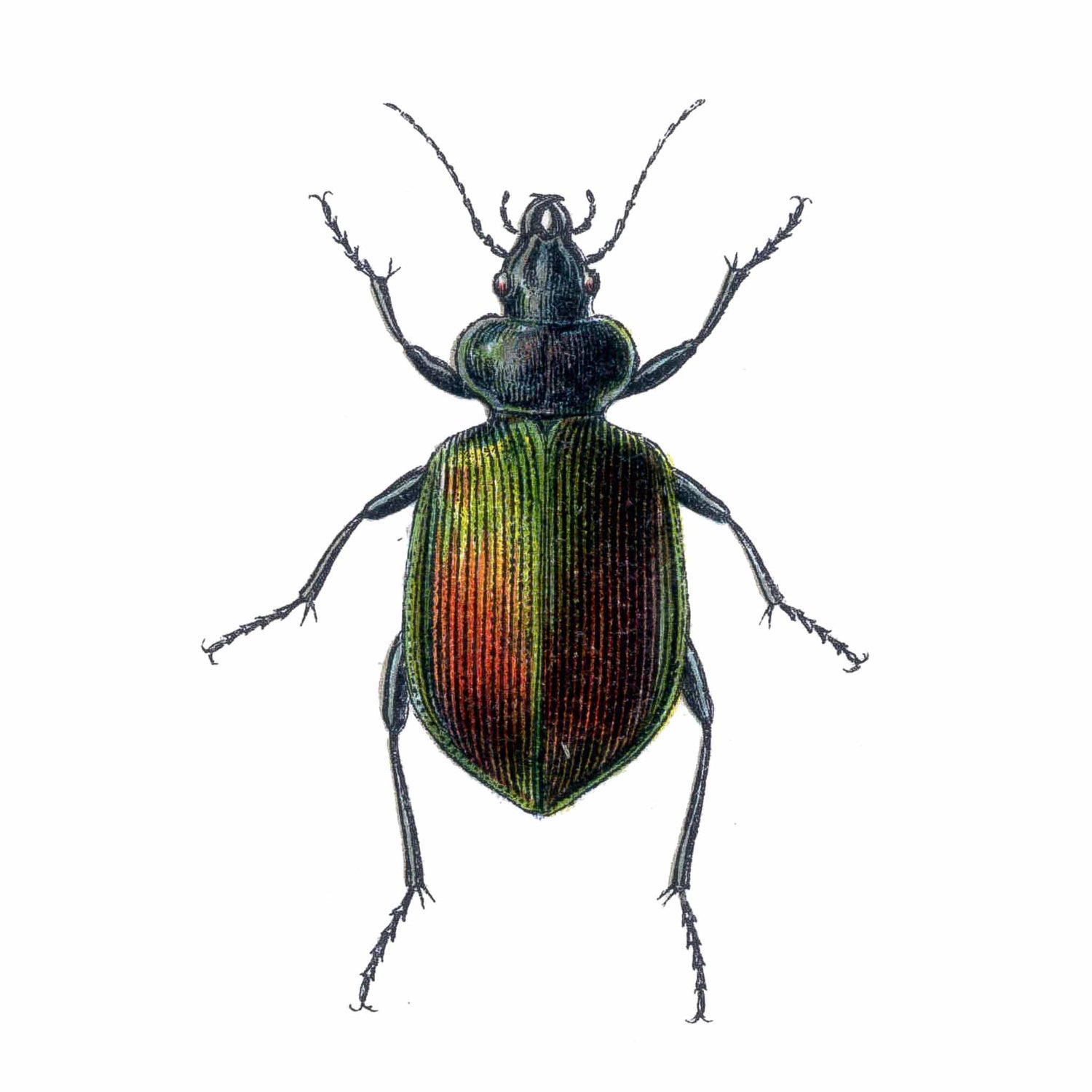 Carabidae