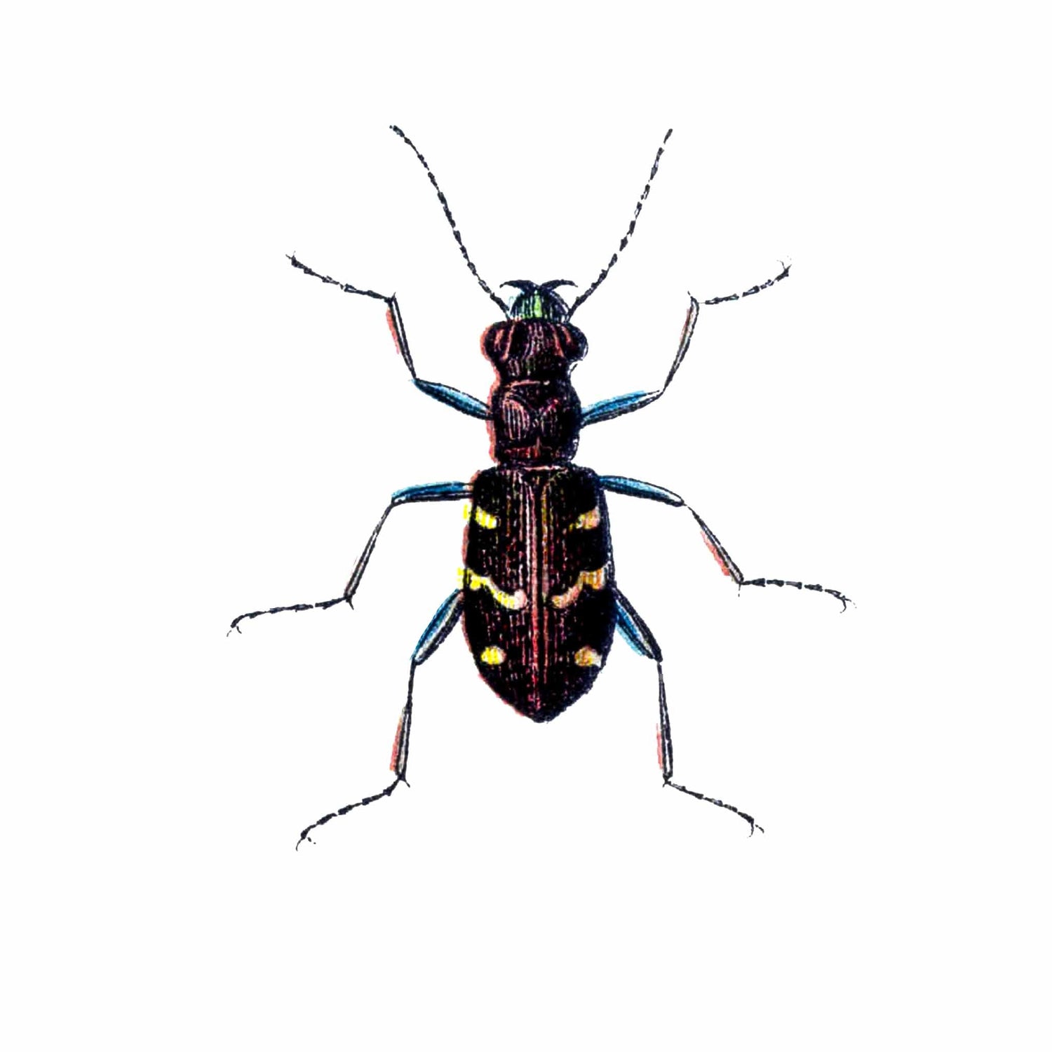 Cicindelidae