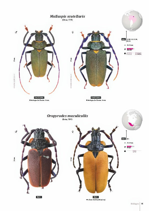 Subfamily Prioninae of the World I.