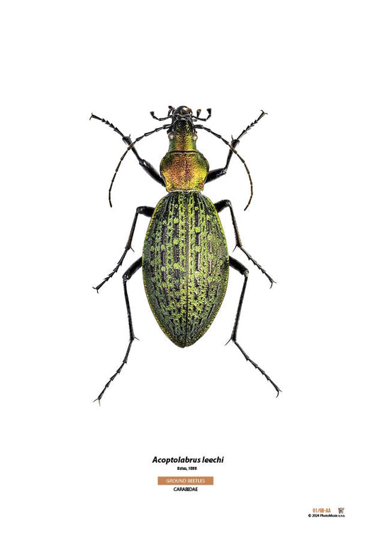 Acoptolabrus leechi