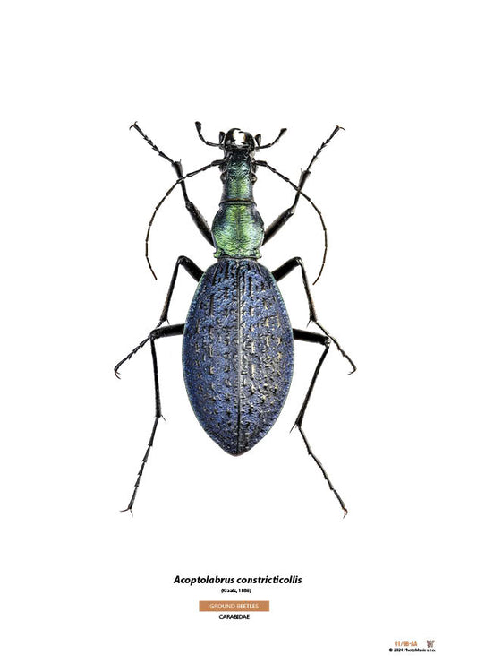 Acoptolabrus constricticollis