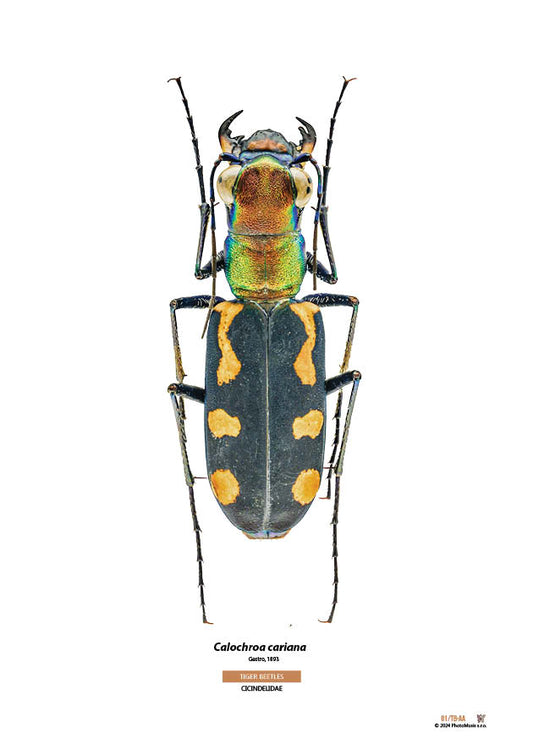Calochroa cariana