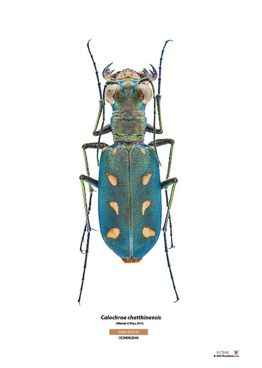 Calochroa chatthinensis