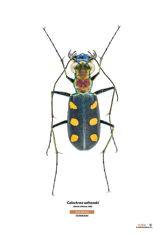 Calochroa safraneki