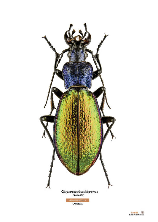 Chrysocarabus hispanus