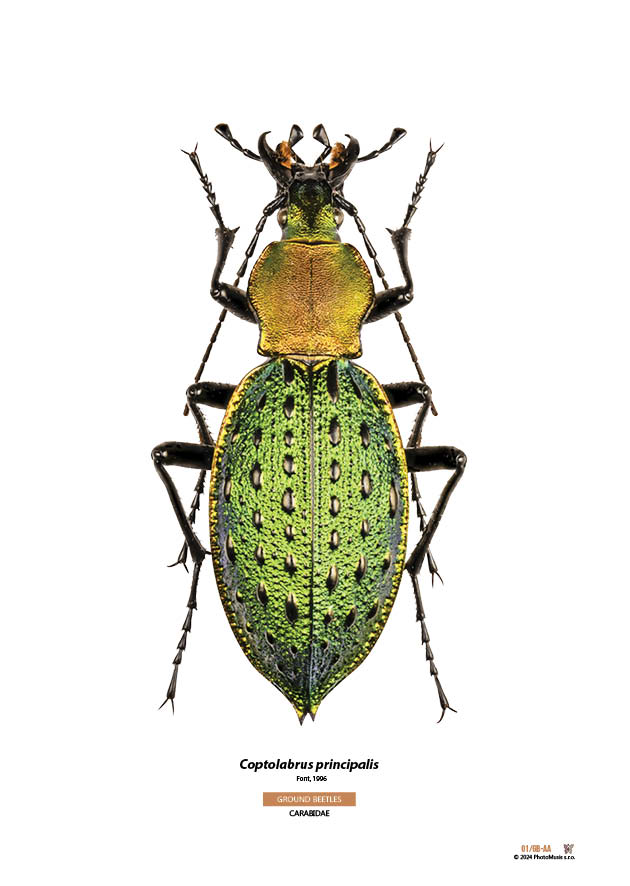 Coptolabrus principalis