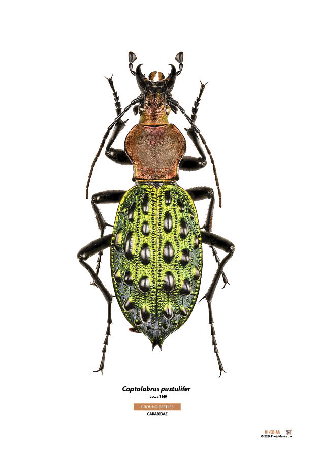 Coptolabrus pustulifer