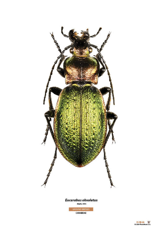 Eucarabus obsoletus