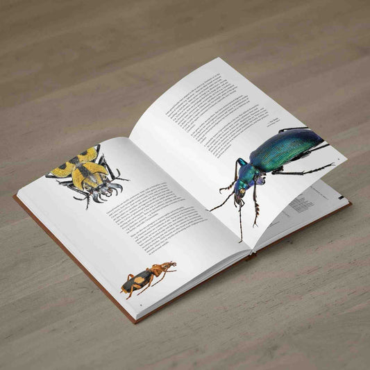 Ground Beetles of Africa