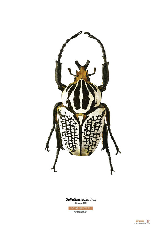 Goliath goliath (03)