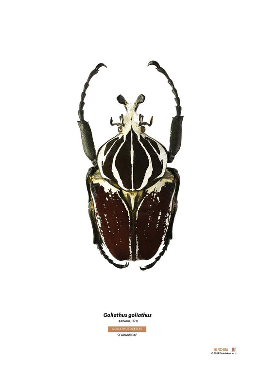 Goliath goliath (04)