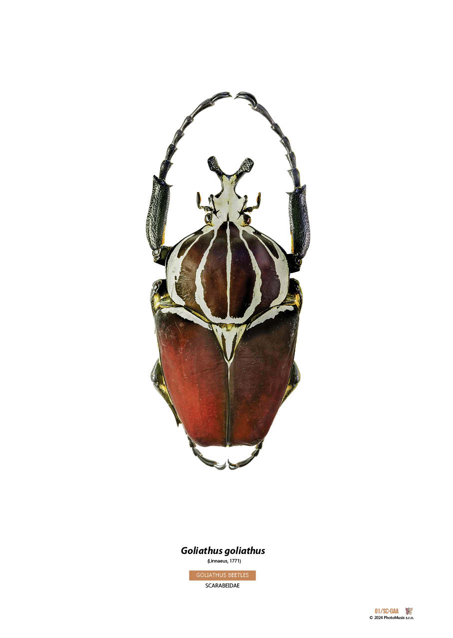 Goliath goliath (05)