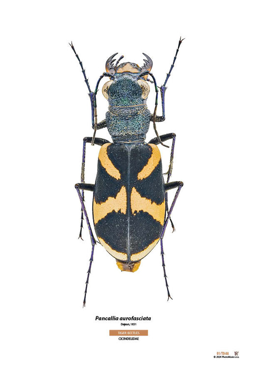 Pancallia aurofasciata