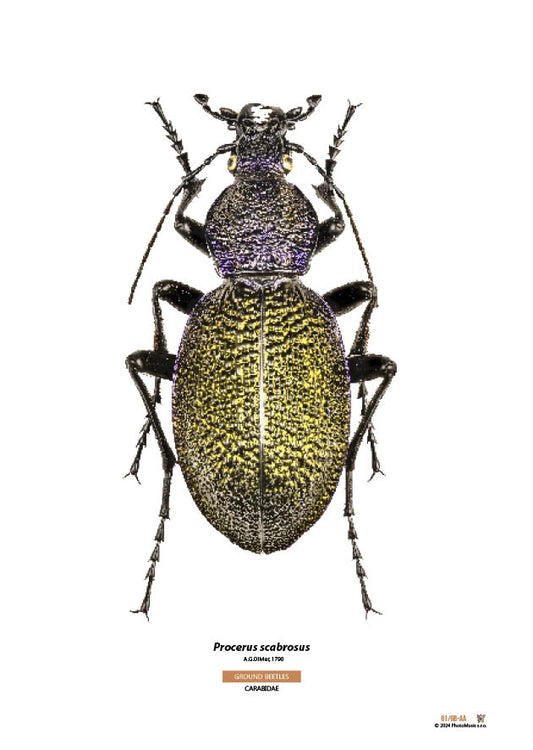Procerus scabrosus